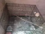 Cage Sale karna hai