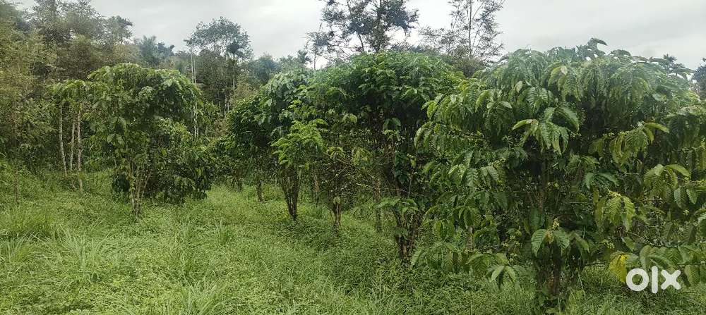 One acre of coffee land for Sale