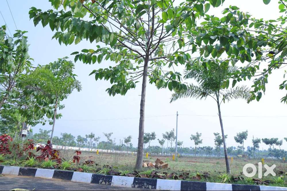 Affordable plots @ Rs1199 sq ft