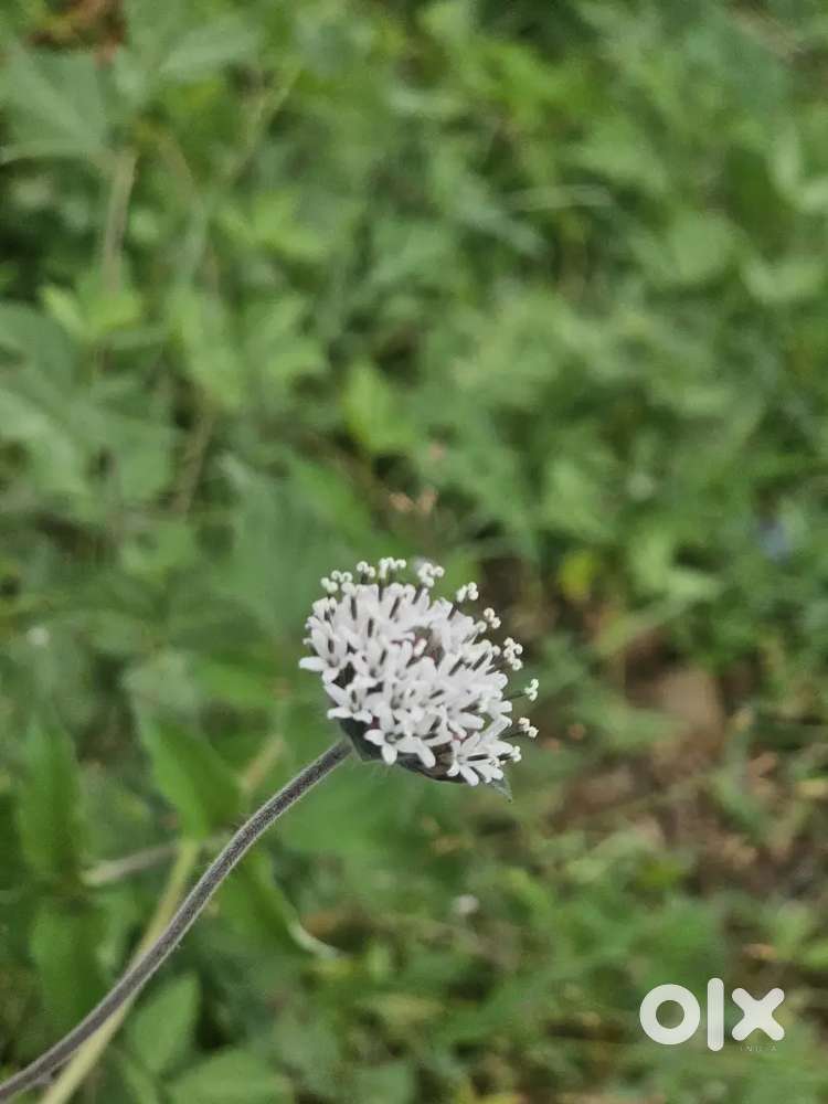 2 BHK flat available on rent in Hadapsar, near Magarpatta city