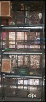 Birds cages