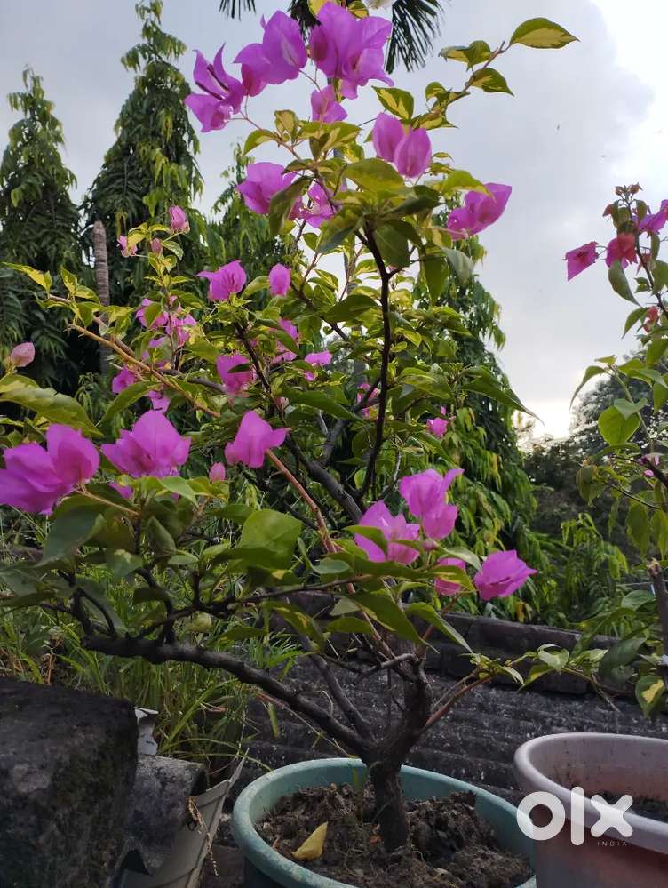 Mother plant Bugainvila, Rangon want to sale.