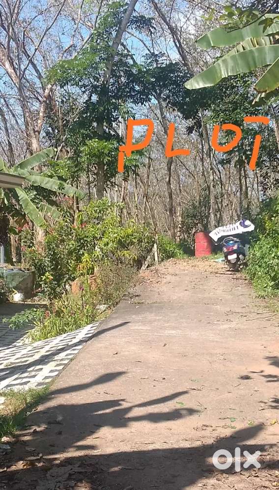 98 cents for House plot. Near NH66 BYPASS, near Thycadu, Venjaramoodu.