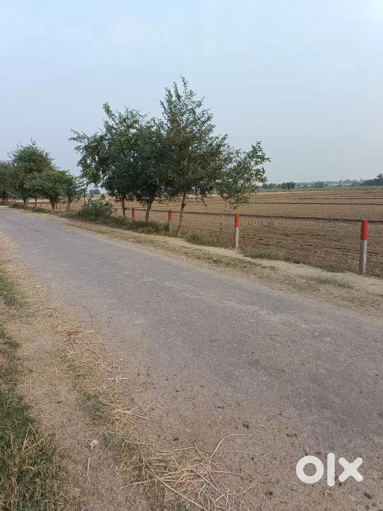 10 Acre agricultural land in Sirsa (Khuiyan Nepalpur village)