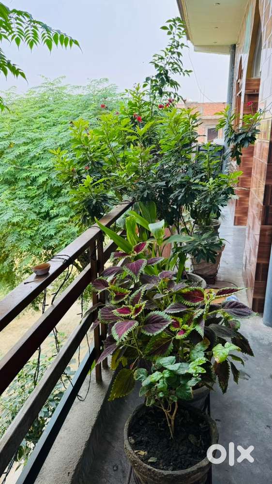 Big individual fully ventilated with nature touch house