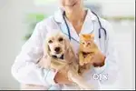 VeterinaryDoctror/Nurse,Accounts,HR-Teachers/Engineers-See details