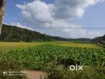 4-Acre Paradise for Sale in Kottathara Wayanad