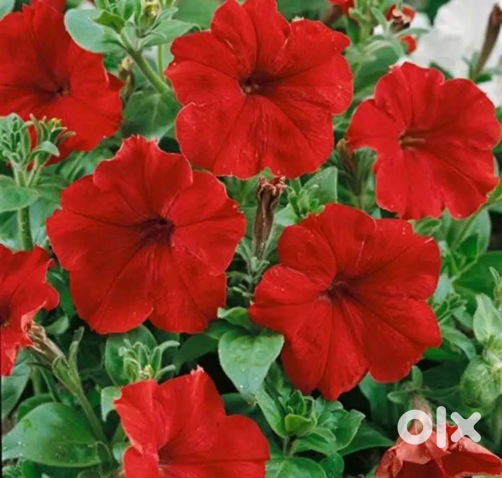 1.30 cent    alantharakonam peeukavu