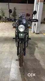 Himalayan for sale