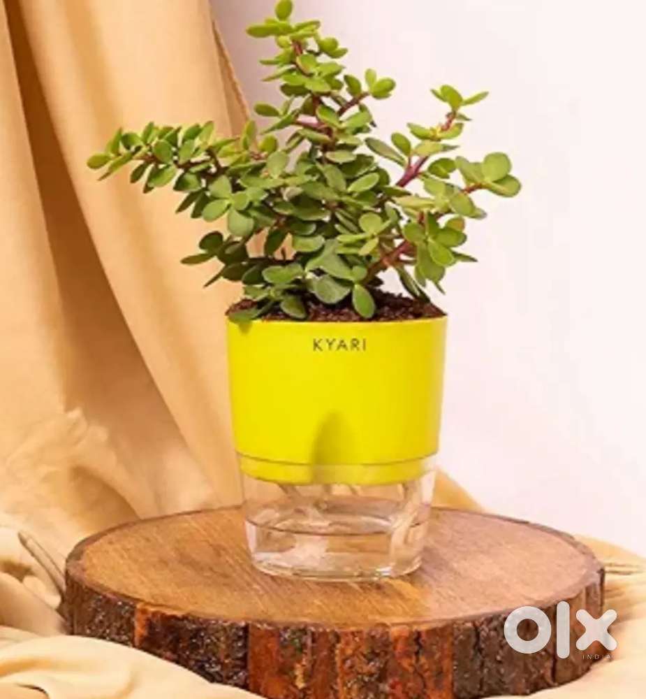 Self water pot kyari
