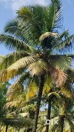 Aliyar dam nearly coconut farm sales