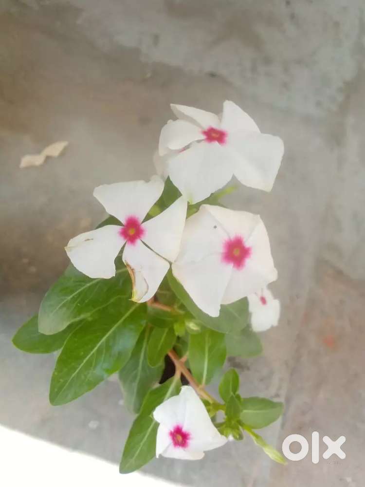 Plot IN Gayatri puram