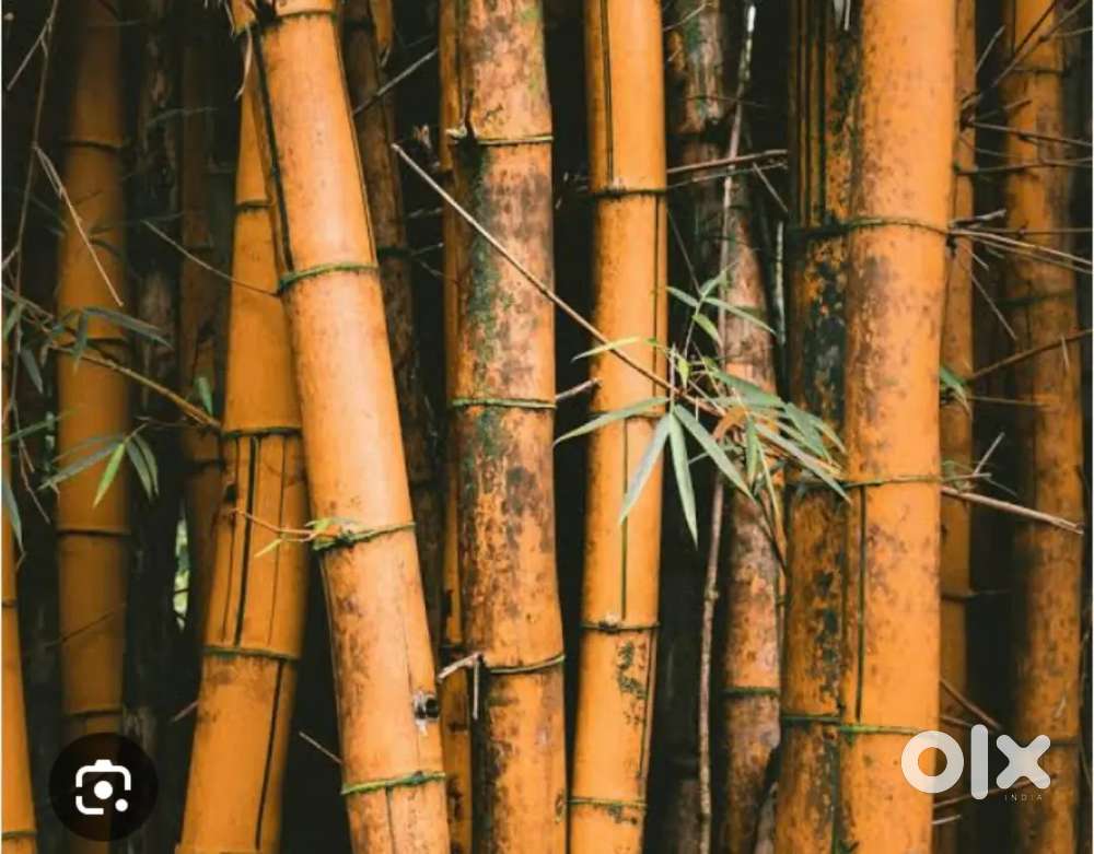 Bamboo big size