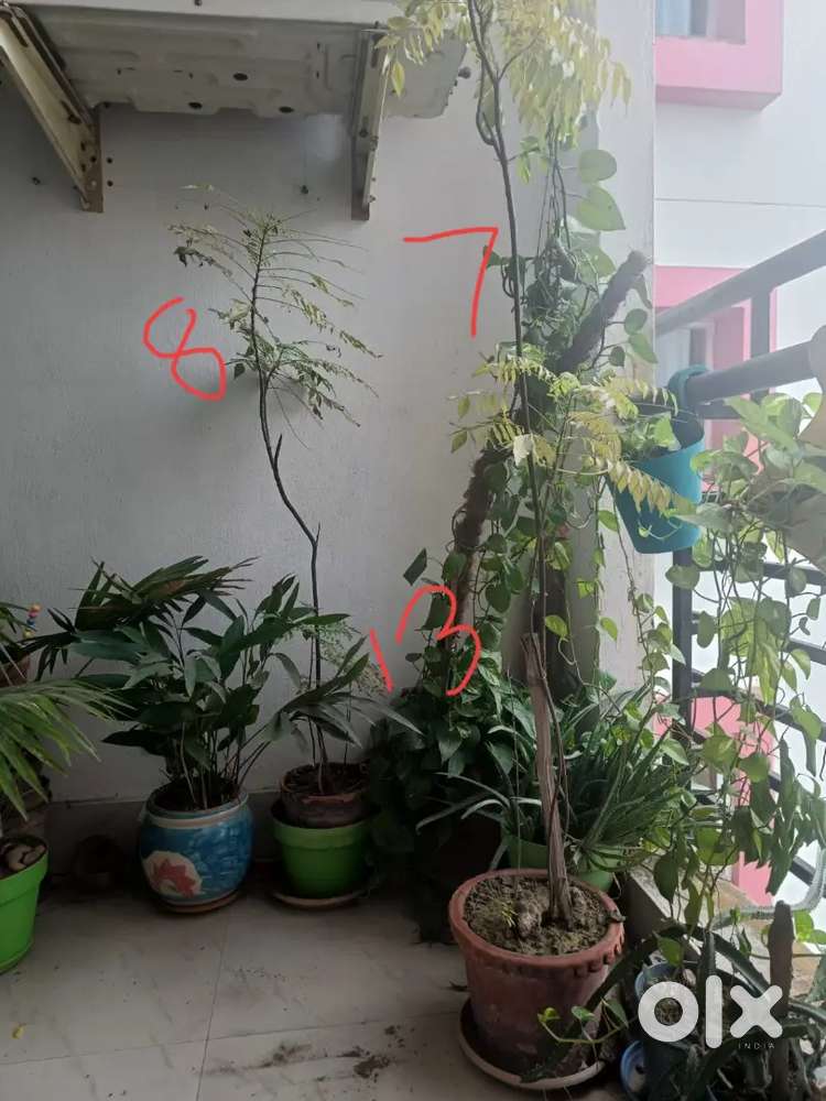 Plants with earthen pots