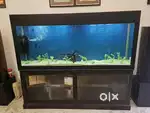 Fish tank aquarium