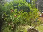 land for sale near patnitop jammu