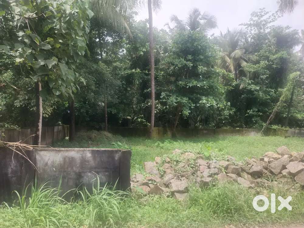 CUTTING TREES IN KOCHI മരങ്ങൾ വെട്ടാൻ ഉണ്ടെങ്കിൽ വിളിക്കുക