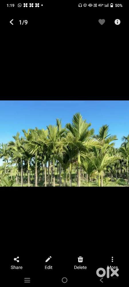 4 ಎಕ್ರೆ ಅಡಿಕೆ ತೋಟ ಕೊಡುವದಿದೆ