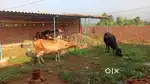 Commercial perpos k bahut acha place hai