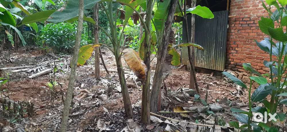 15 cents of square plot on the side of PWD road near Pala