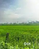 Near Guali pola