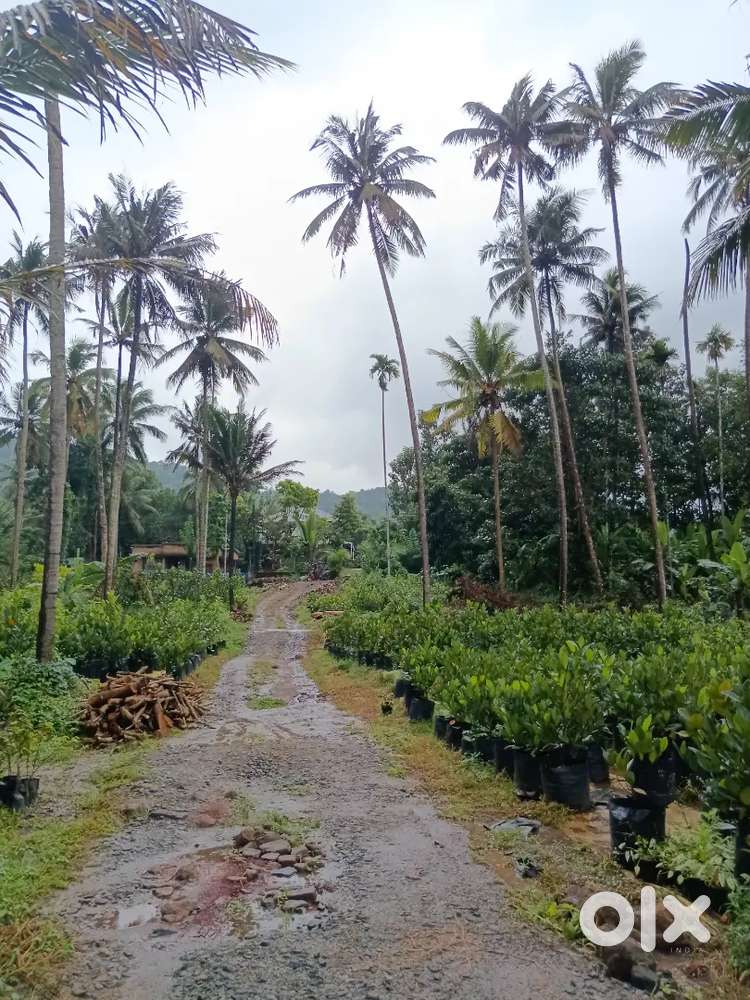 97 cent land for sale  poovanchira pattikkad
