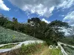 1.5 Acre Land with Rubber & Teak Trees for Sale – Mundakkayam Paigna