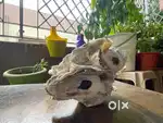 Decorative white shell