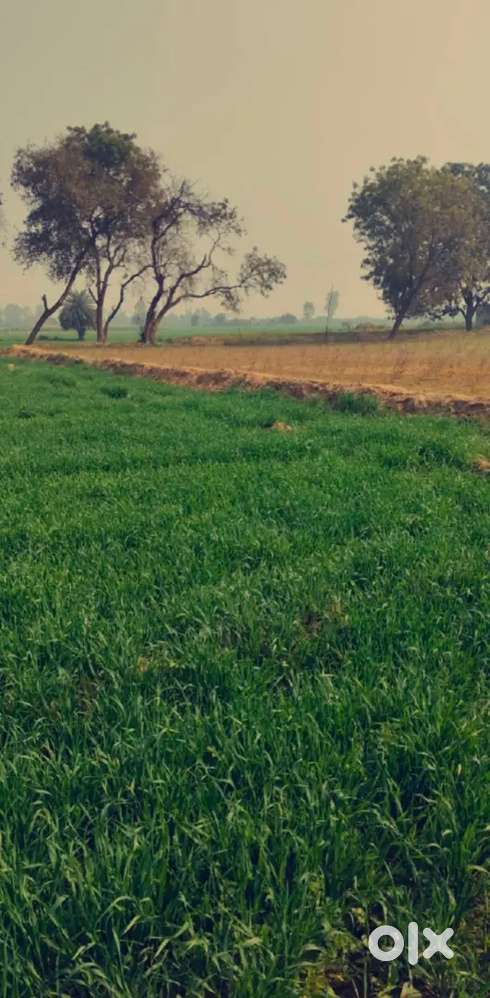 Mujhe plot sale karna hai mera plot access College Kanpur ke piche hai