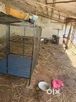 Dog Cage for sale