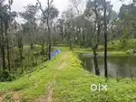 40 Acres Plantation for Sale – Arehally area