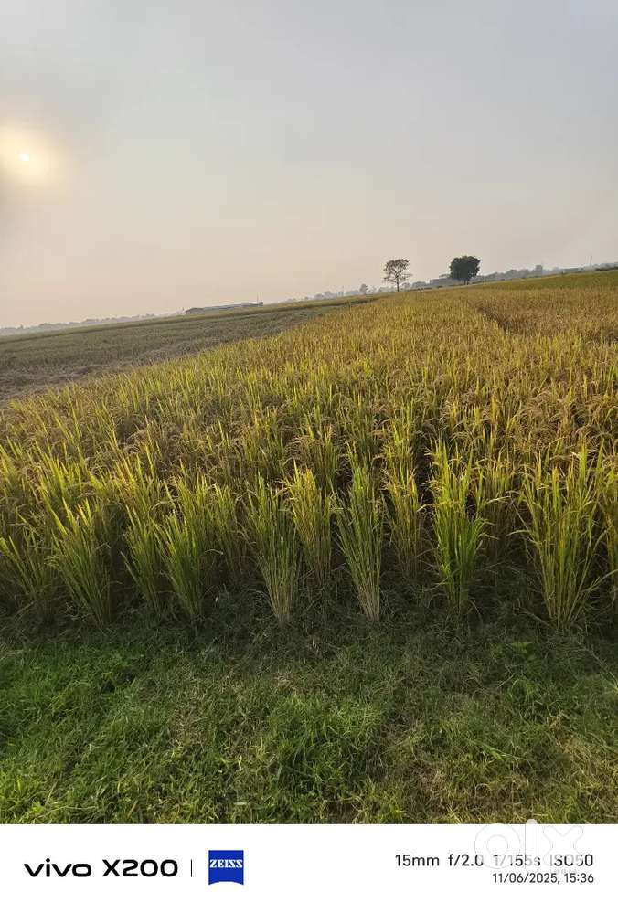 Sidhuaa gav me hai sarkari hospital ke jast pichhe 10 futt ka rod bhi