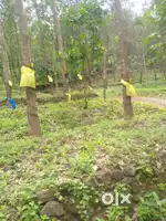 7 Acres Rubber Plantation- House & Road Access 10km from Mundakayam