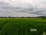 Land For sale 2 bigha at Rongajun Tini Ali Golaghat