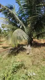 Pollachi to 8 km Coimbatore road nearly