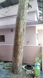 Teak wood for sale