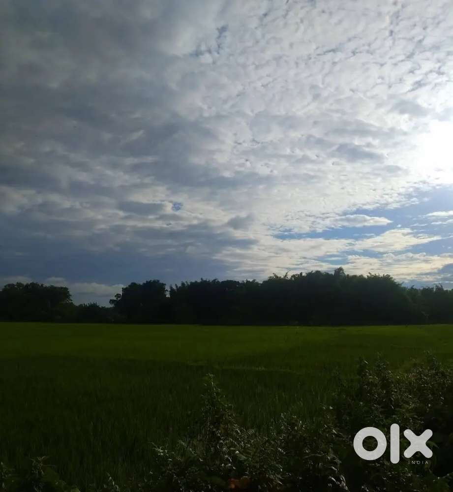 25 Bigha agricultural land sale, Bakpuri, Bhergaon