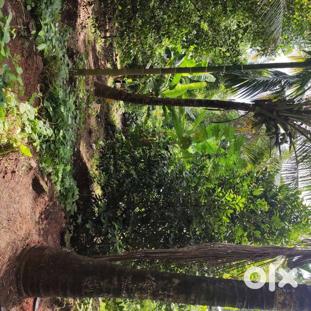 12.5 cent plot for sale near Juma Masjid Kodaly