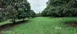 Best mango orchard farm house