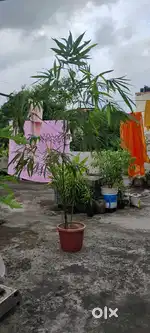 Bambo tree ( Mature )