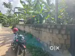 Peroorkada aramkallu jun 50mtr 5 cent plot for sale