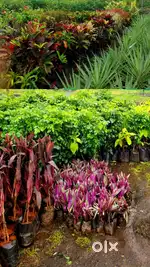 Outdoor & Indoor Plants