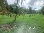 ECR kadapakkkam 26 acres Mango Farmland and investment property