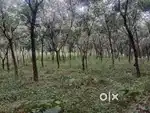 4.5 Acre rubber Plantation in Thottakkad, Kottayam