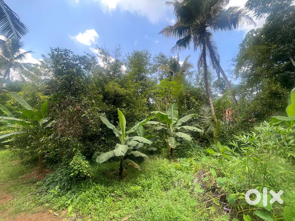 Road frontage kottayam ernakulam highway side