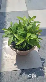 Plant jamun(java plum)