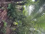 House and plot in attapallam for sale