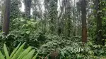 8 Acre Coffee Estate with Farmhouse – Chikkamagaluru