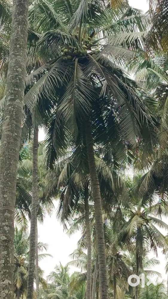 Low purged property sales