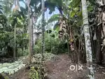 8 Cent residential plot for sale - near Chottanikkara Temple